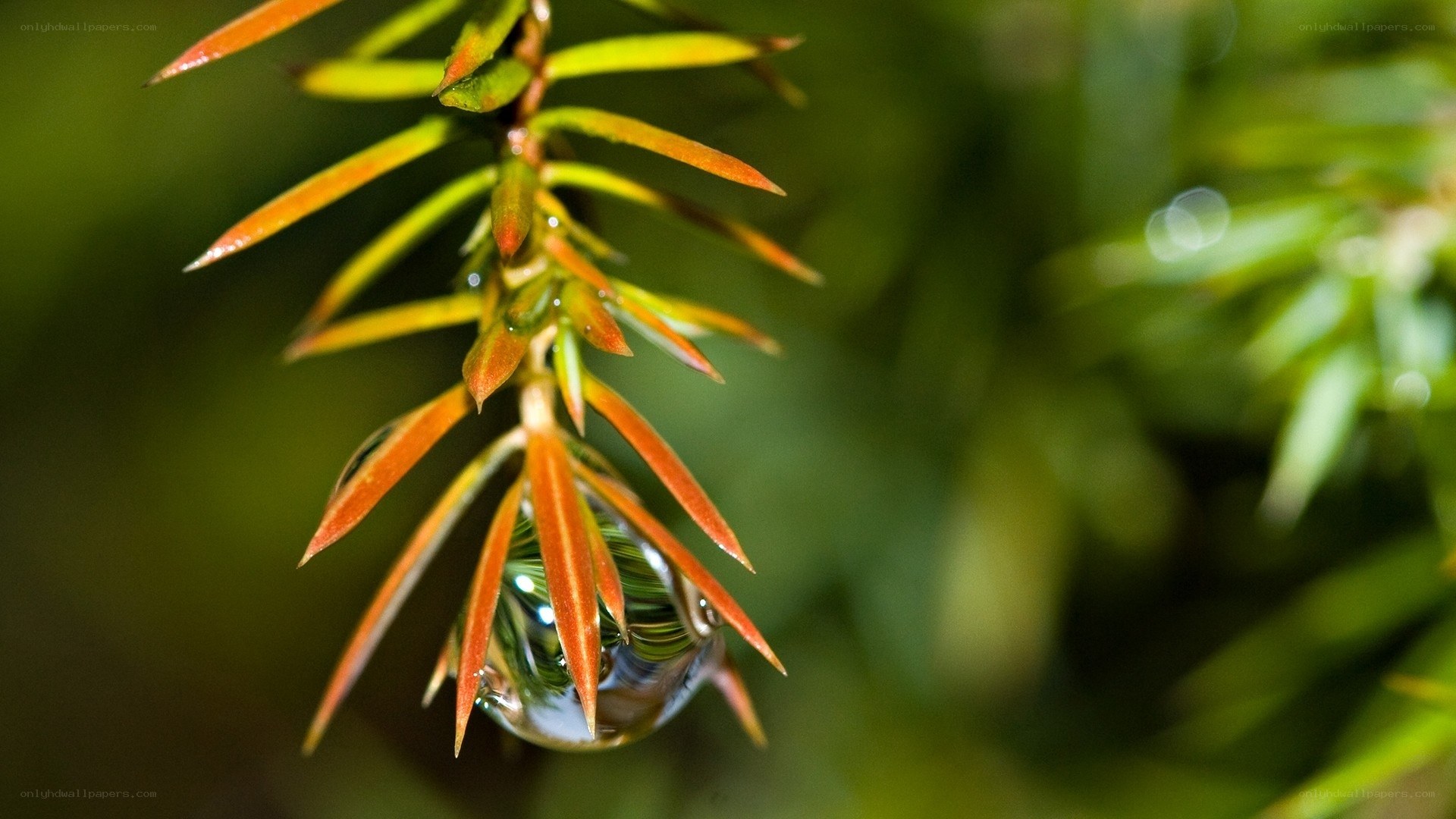 Water droplet on pine needles