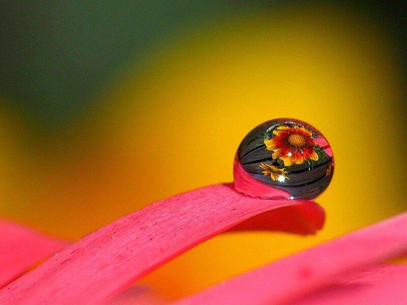 Water droplet on pink flower