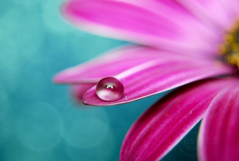 Water droplet on pink flower