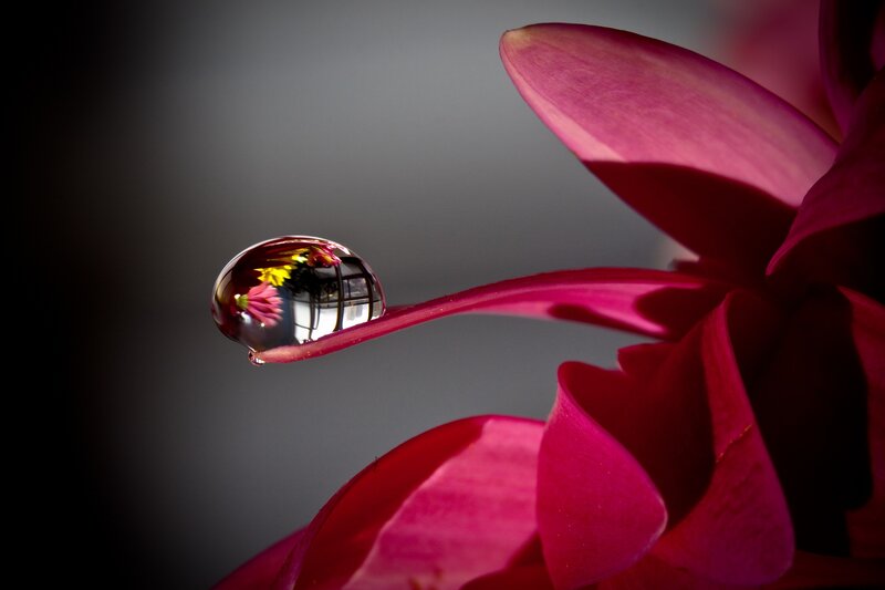 Water droplet on pink flower