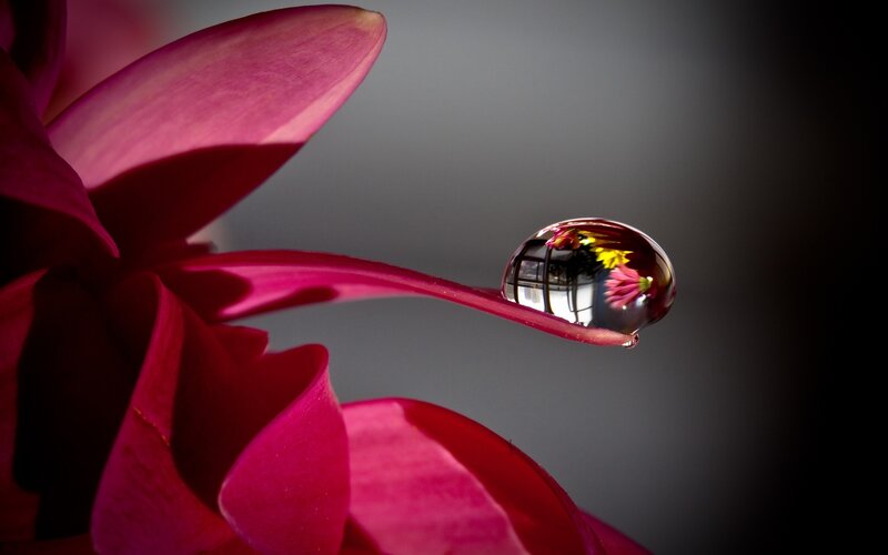 Water droplet on pink flower