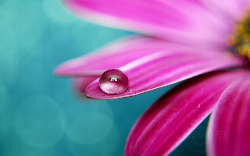 Water droplet on pink flower