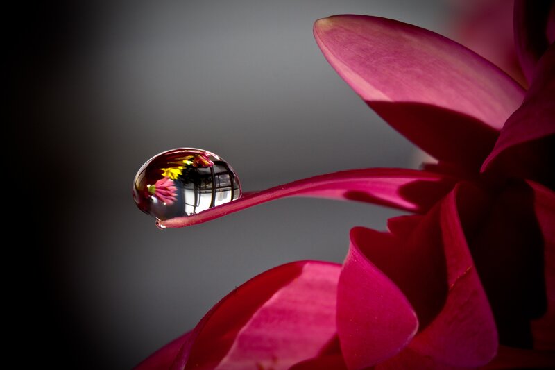 Water droplet on pink flower