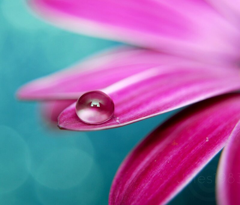 Water droplet on pink flower