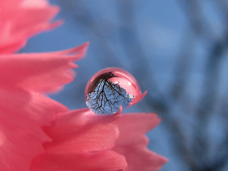Water droplet on pink flower