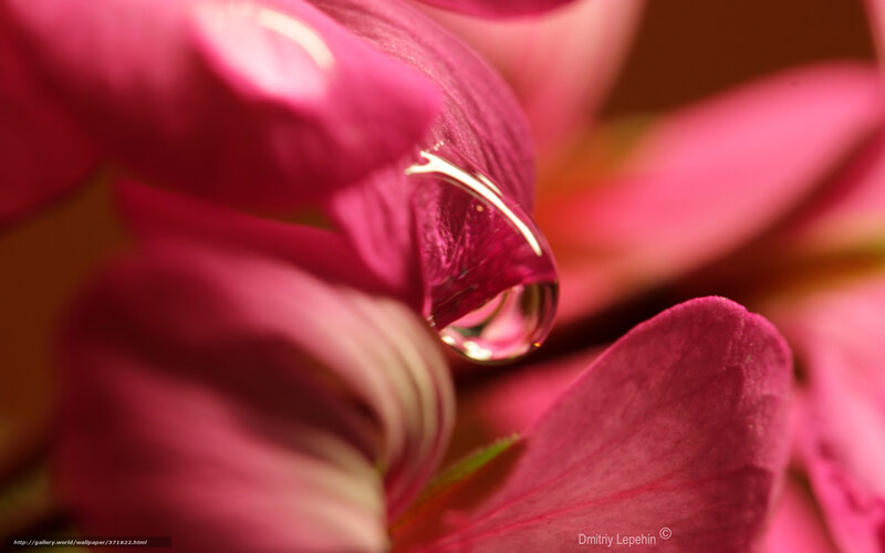 Water droplet on pink petal