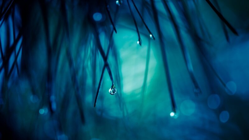 Water Droplet on Plant — Blue