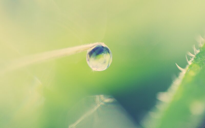 Water Droplet on Plant — Green, Serene, Morning