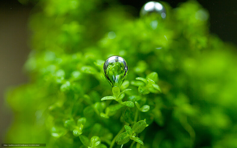 Water Droplet on Plant — Green, Serene