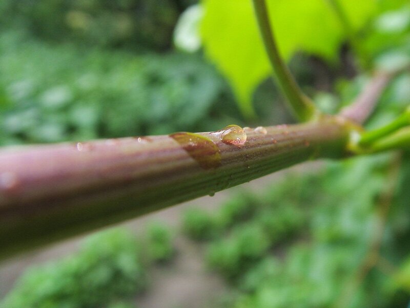 Water droplet on plant stem