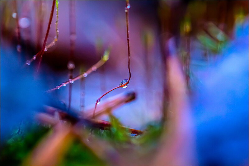 Water Droplet on Plant Stem — Blue