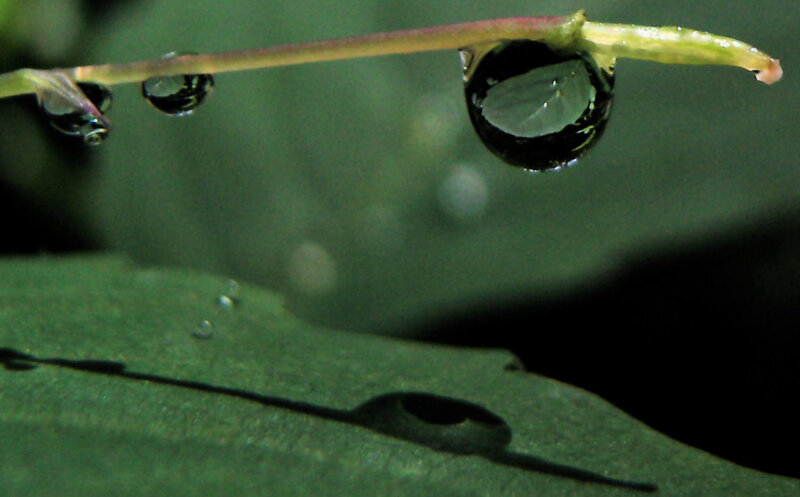 Water Droplet on Plant Stem — Green
