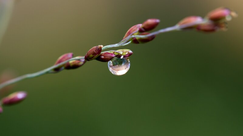 Water droplet on plant stem