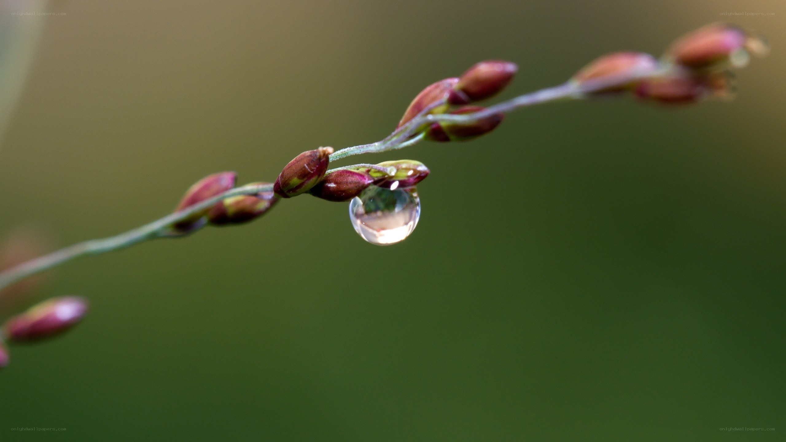 Water droplet on plant stem