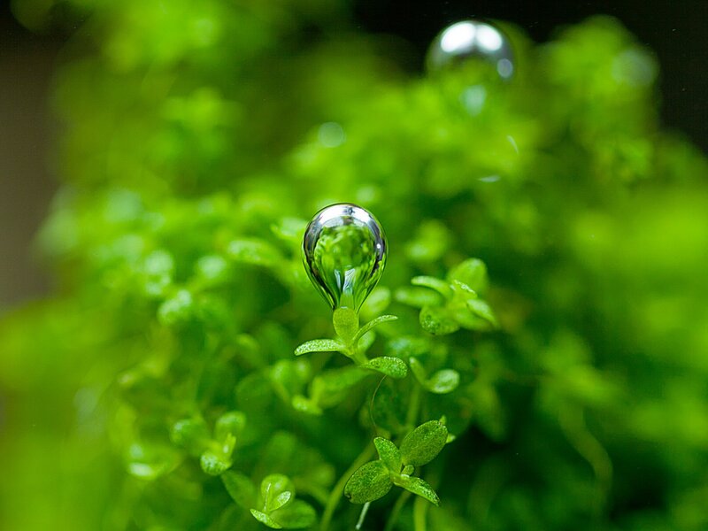 Water Droplet on Plant