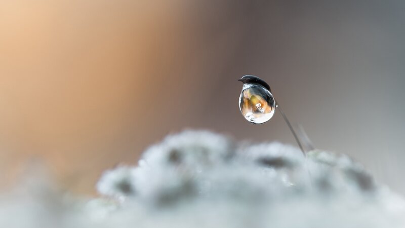 Water Droplet on Plant — White