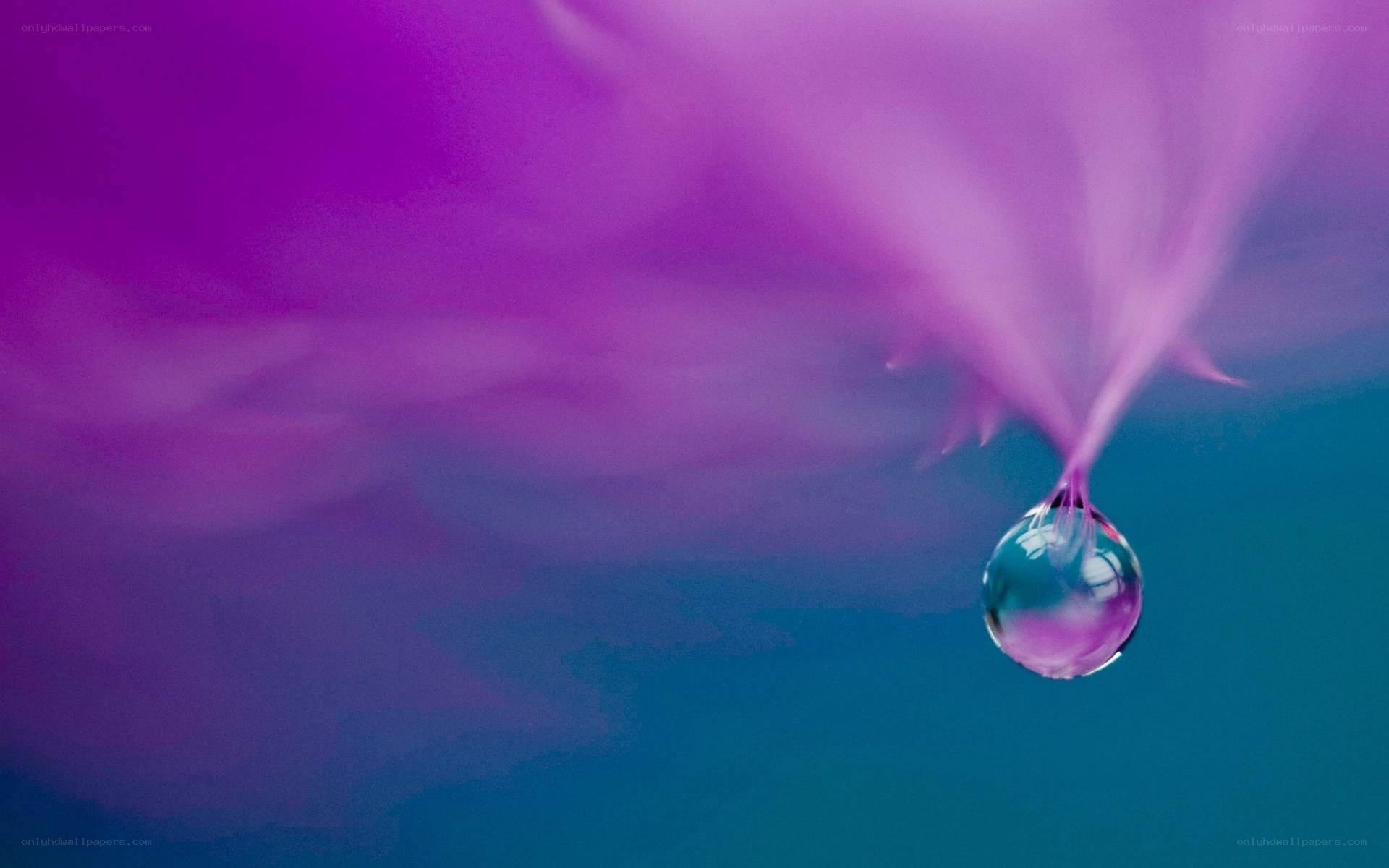 Water droplet on purple feather