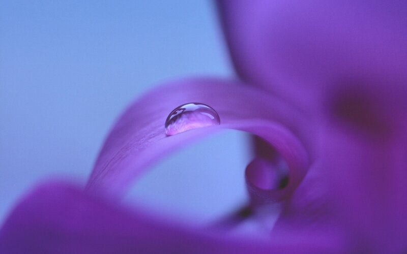 Water droplet on purple flower