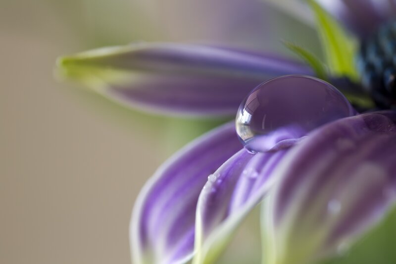 Water droplet on purple flower