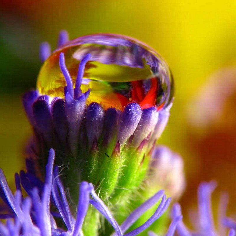Water droplet on purple flower