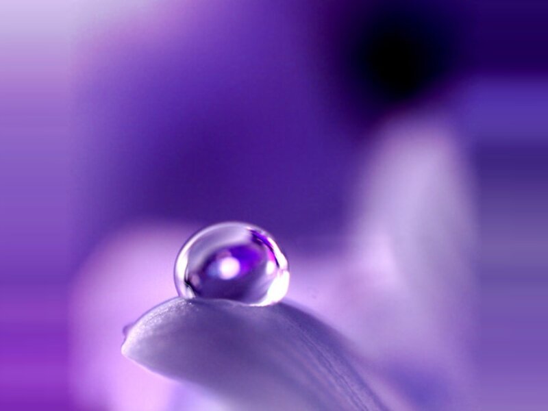 Water droplet on purple petal
