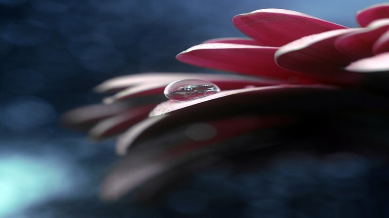Water droplet on red flower