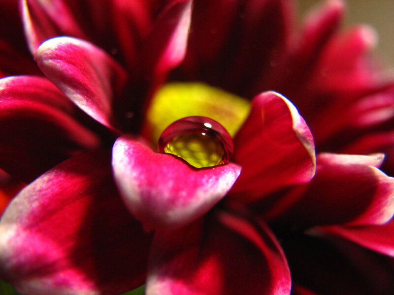 Water droplet on red flower