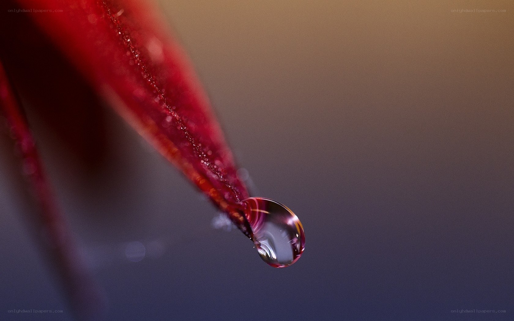 Water droplet on red leaf