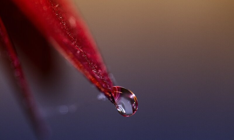 Water droplet on red leaf