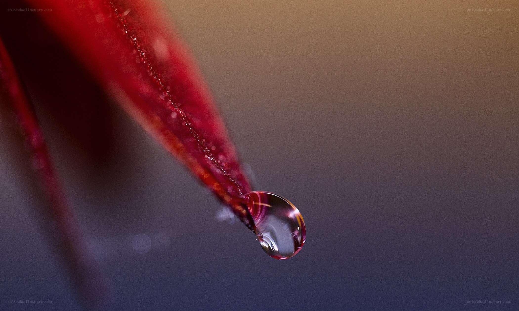 Water droplet on red leaf