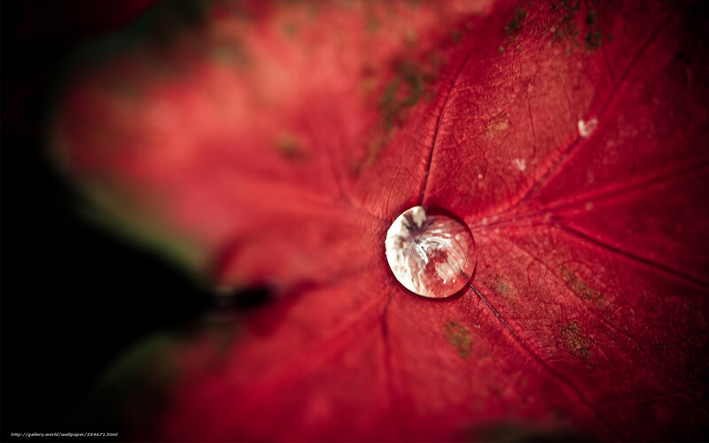 Water Droplet on Red Leaf — Dramatic