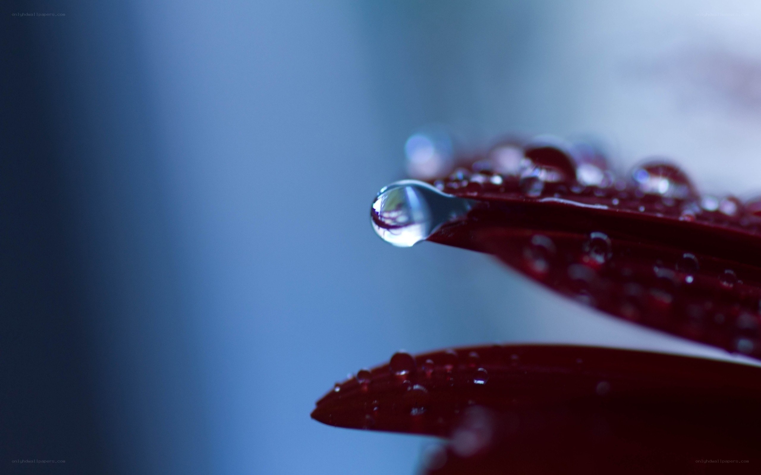 Water droplet on red leaf