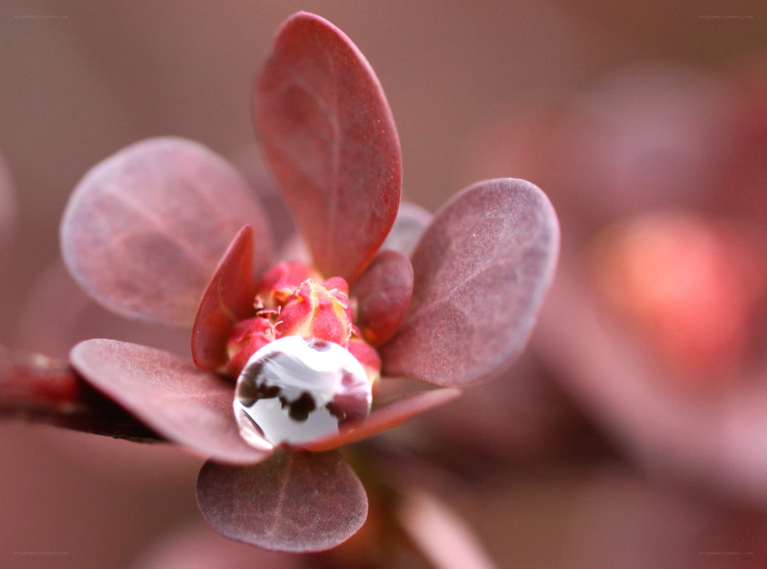 Water droplet on red leaves