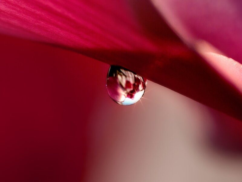 Water droplet on red petal