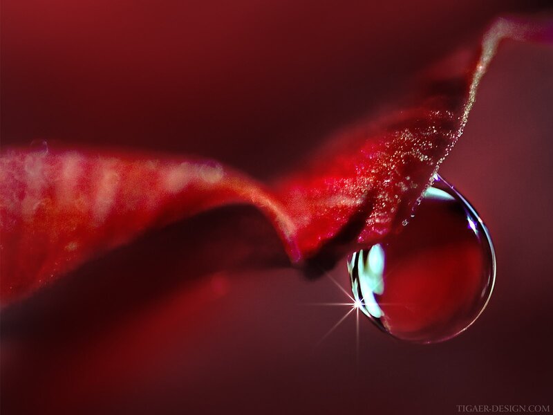 Water droplet on red petal