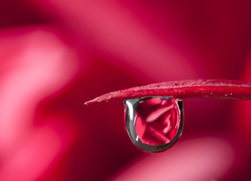 Water droplet on red petal