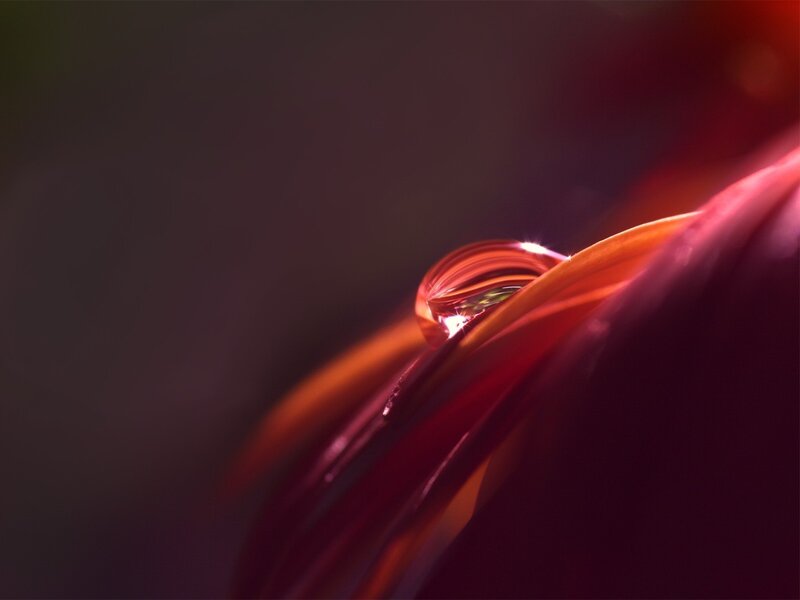 Water droplet on red petal