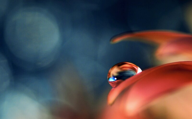 Water droplet on red petal