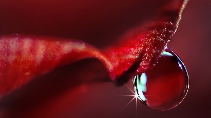 Water droplet on red petal