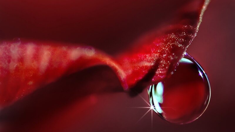 Water droplet on red petal