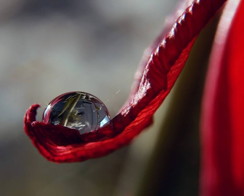 Water droplet on red petal