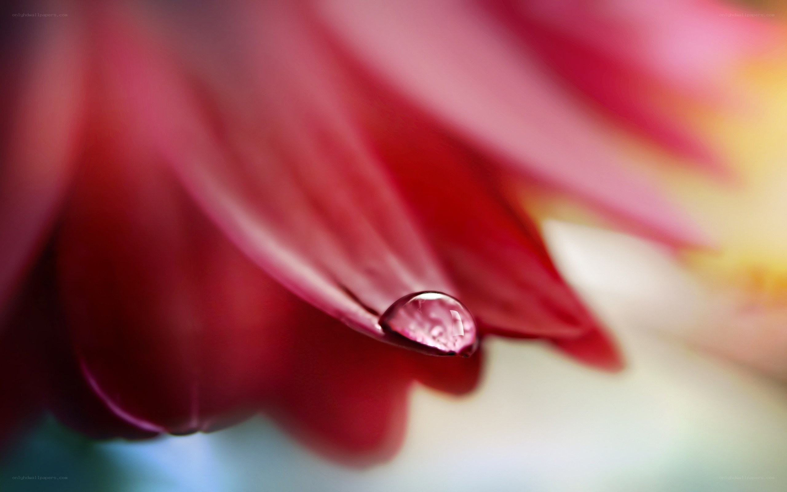Water droplet on red petal