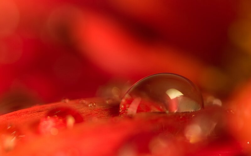 Water Droplet on Red Petal — Serene, Photograph
