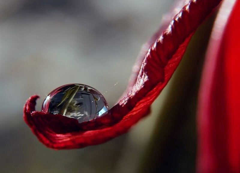 Water Droplet on Red Petal — Serene