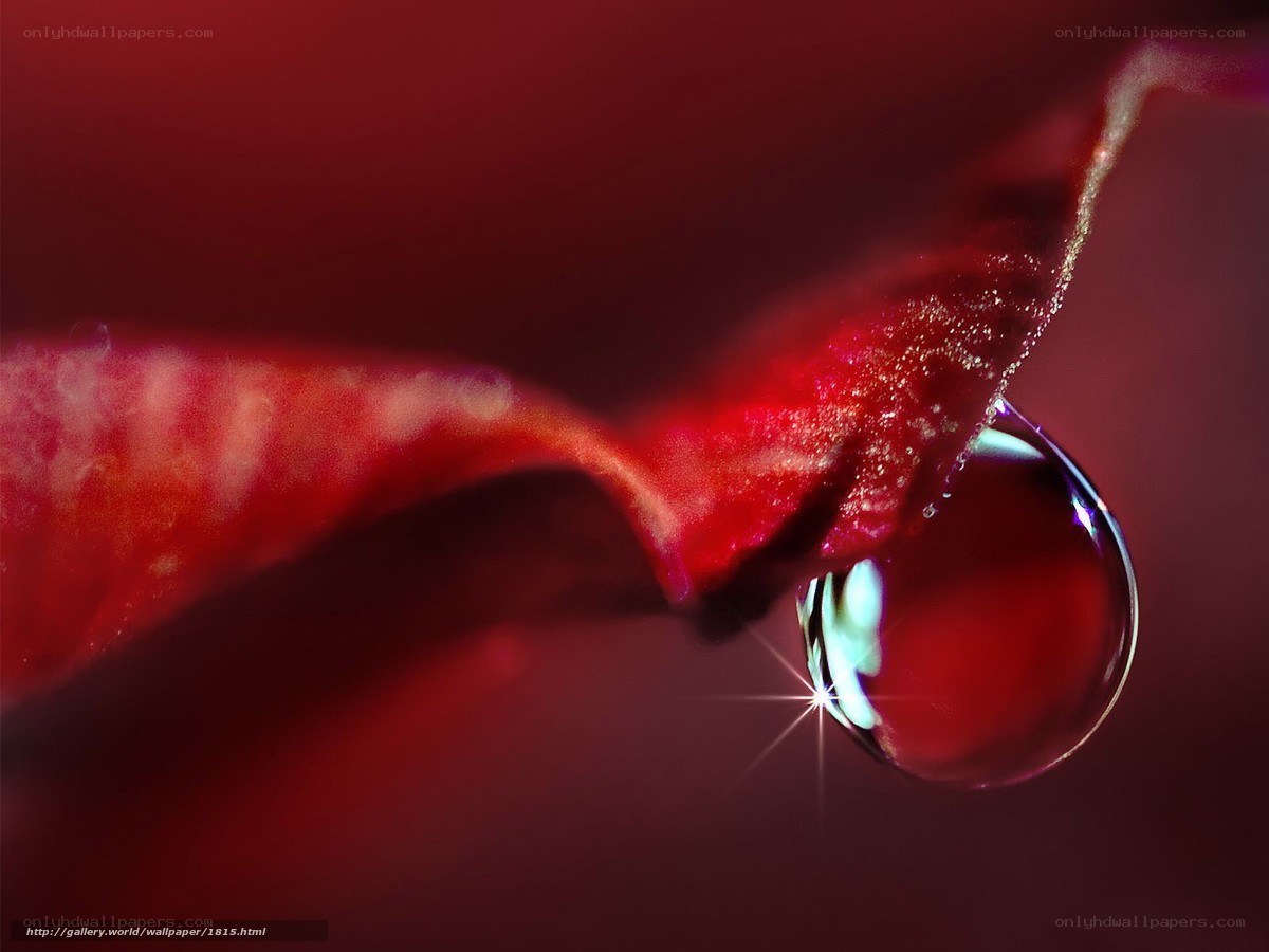 Water droplet on red petal