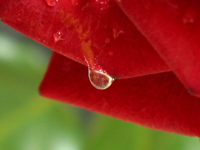 Water droplet on red rose