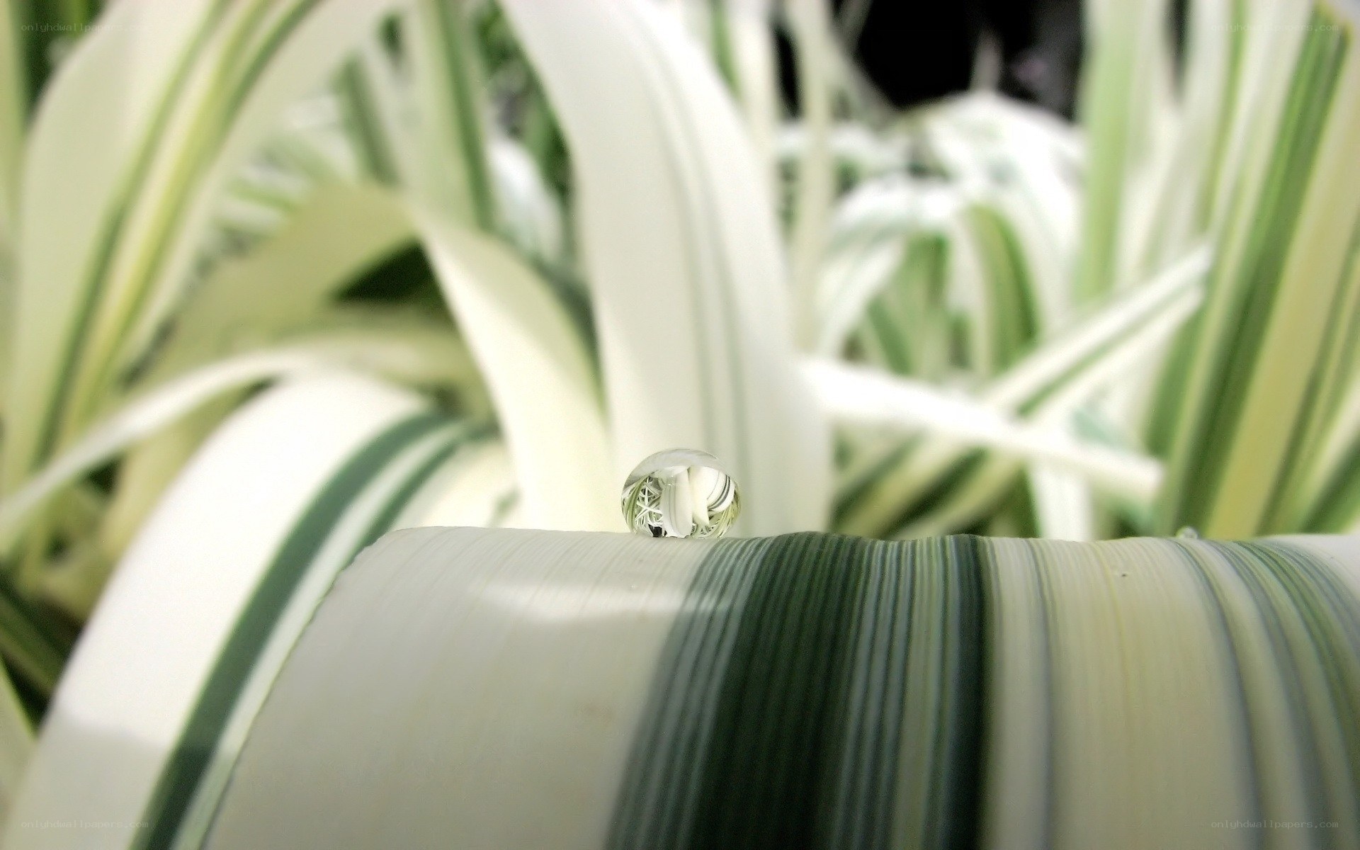 Water droplet on striped leaf