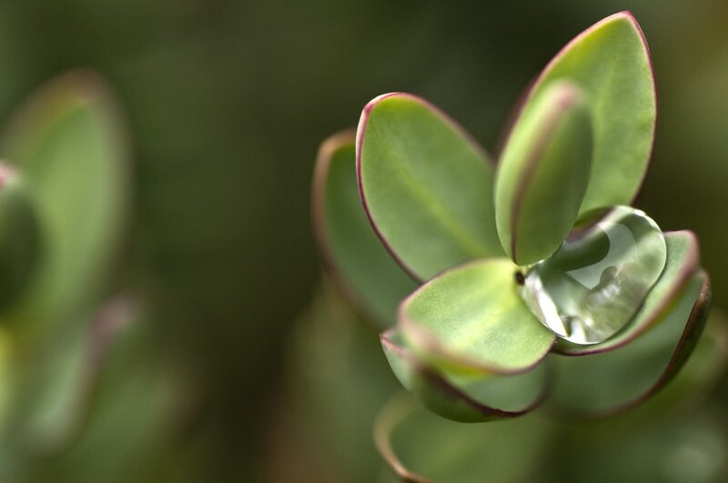 Water droplet on succulent leaves