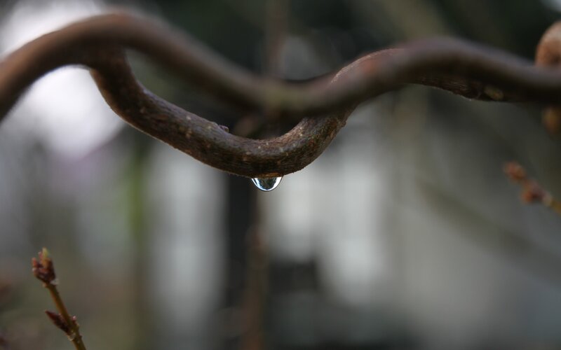 Water Droplet on Vine — Brown, Calm