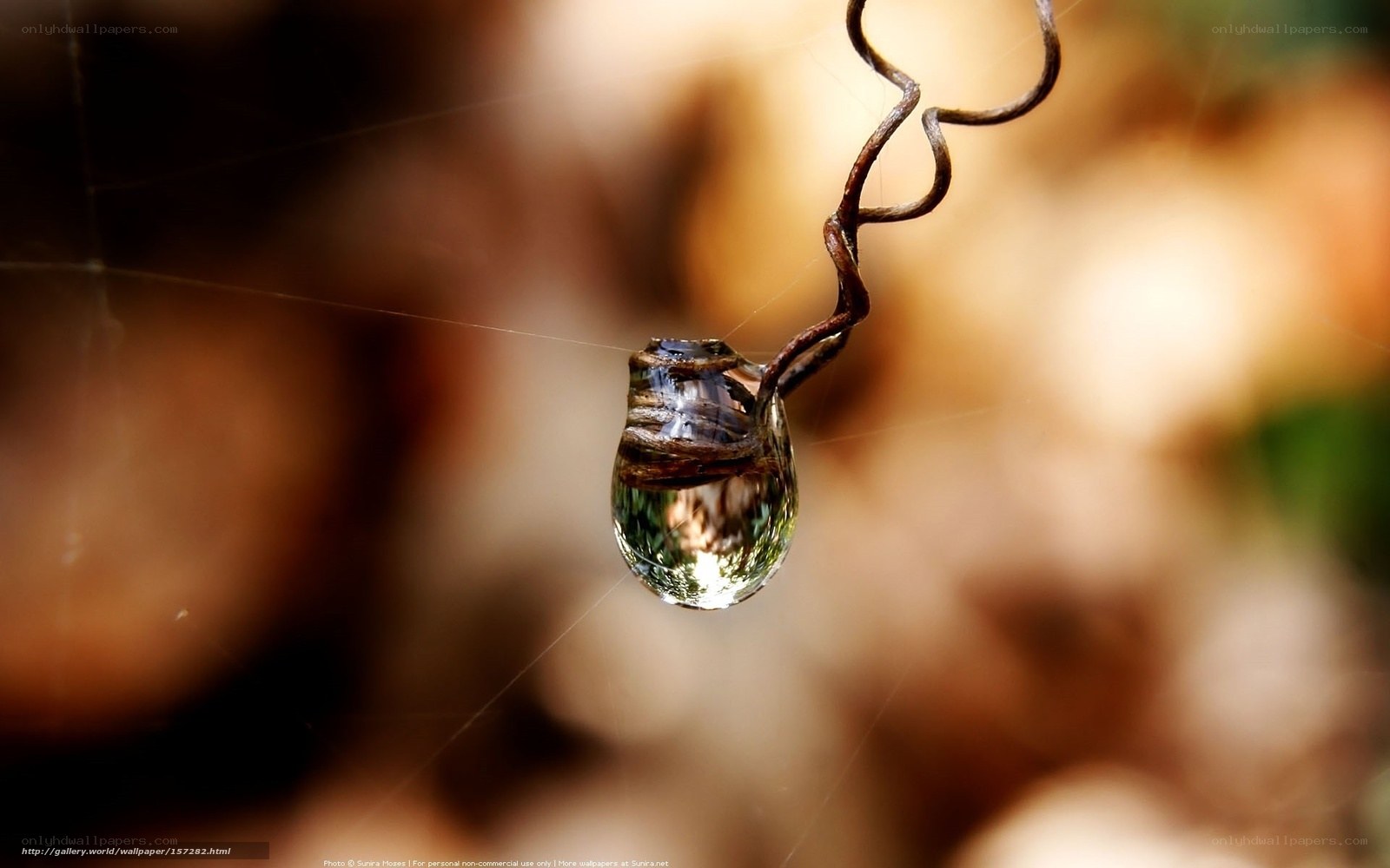 Water droplet on vine